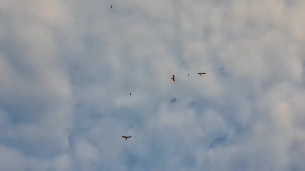 Flocks Different Birds Flying Air Sky Clouds Background Autumn Migration — Stock Video