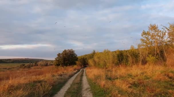 荒野を渡って農村部の未舗装道路と風景田園風景 複数の鳥が飛んでいる秋のパノラマビュー — ストック動画