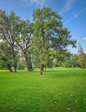 A lush green lawn dotted with several mature trees under a clear blue sky with wispy clouds. A few autumn leaves are scattered on the grass, suggesting an early fall day in the park