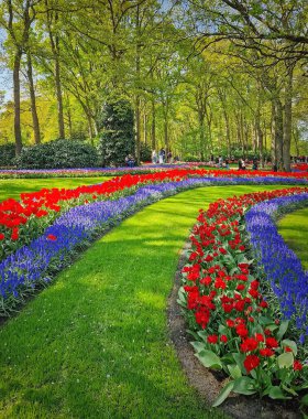 Lisse, Hollanda, Hollanda - 25 Nisan 2025: Keukenhof Parkı, sarmal renkli laleler ve yemyeşil çimenler ile ünlü Hollanda çiçek bahçesinde gezinen ziyaretçiler