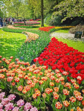 Lisse, Hollanda, Hollanda - 25 Nisan 2025: Keukenhof Parkı, sarmal renkli laleler ve yemyeşil çimenler ile ünlü Hollanda çiçek bahçesinde gezinen ziyaretçiler