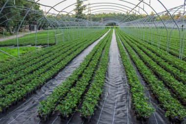 Ticari bir fidanlıkta ya da serada yetişen çilek bitkileri, binlerce genç bitkinin siyah kaplarda, kemerli metal bir yapının ve siyah zemin örtüsünün altında düzenli, uzun sıralarda sıralanması..