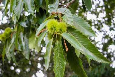 Dikenli burçları ve tırtıklı yaprakları olan yemyeşil kestane ağacı dalları yaz sonu veya sonbahar başında olgunlaştığını gösterir..