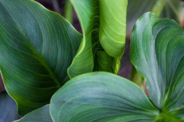 Belirgin, paralel damarlara sahip canlı bir yeşil yaprak, doğanın karmaşık dokularını ve şablonlarını vurgulayan ayrıntılı bir makro çekimde yakalanır. Doğal yeşil arkaplan.