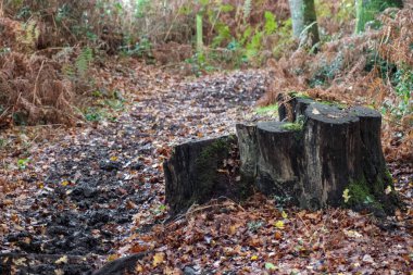 Çok saplı bir ağaç kütüğü, kahverengi sonbahar yapraklarıyla dolu çamurlu bir ormanlık yolun yanında oturur. Yeşil yosunlar koyu kabukta büyürken, kahverengi eğrelti otları ve uzun ağaçlar ormanın arka planında yetişir..