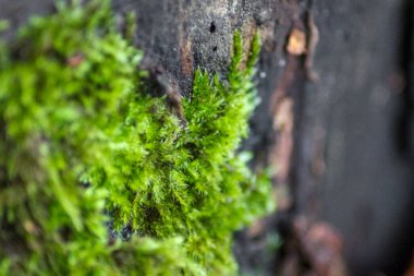 Canlı yeşil yosun, gür, desenli bir halı oluşturur. Hassas, tüylü gövdeler ve ince yapraklar görülebilir ve kümenin üzerinde ince bir sporofit yükselir. Yumuşak ışıklandırma ayrıntıları vurgular.