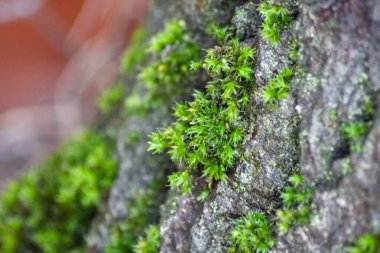 Canlı yeşil yosun, gür, desenli bir halı oluşturur. Hassas, tüylü gövdeler ve ince yapraklar görülebilir ve kümenin üzerinde ince bir sporofit yükselir. Yumuşak ışıklandırma ayrıntıları vurgular.