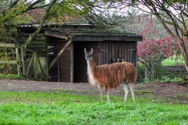 Tüylü kahverengi lama yeşil, çitle çevrili bir duvarda duruyor. Uzun boyunları ve ince bacakları var, tipik bir hayvanat bahçesi ya da çiftlik ortamındaki camelidler gibi..