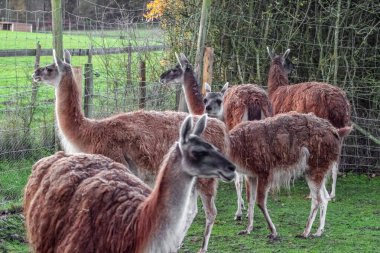 Bir grup yünlü, kahverengi lama yeşil, çitle çevrili bir yerde duruyor. Uzun boyunları ve ince bacakları var. Hayvanat bahçesinde ya da çiftlikte bulunan camelilerin tipik özellikleri..