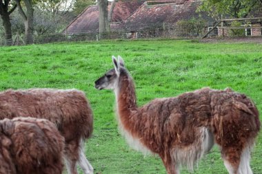 Bir grup yünlü, kahverengi lama yeşil, çitle çevrili bir yerde duruyor. Uzun boyunları ve ince bacakları var. Hayvanat bahçesinde ya da çiftlikte bulunan camelilerin tipik özellikleri..