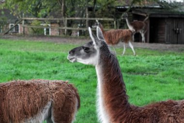 Bir grup yünlü, kahverengi lama yeşil, çitle çevrili bir yerde duruyor. Uzun boyunları ve ince bacakları var. Hayvanat bahçesinde ya da çiftlikte bulunan camelilerin tipik özellikleri..