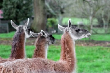 Bir grup yünlü, kahverengi lama yeşil, çitle çevrili bir yerde duruyor. Uzun boyunları ve ince bacakları var. Hayvanat bahçesinde ya da çiftlikte bulunan camelilerin tipik özellikleri..