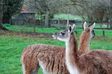 Bir grup yünlü, kahverengi lama yeşil, çitle çevrili bir yerde duruyor. Uzun boyunları ve ince bacakları var. Hayvanat bahçesinde ya da çiftlikte bulunan camelilerin tipik özellikleri..