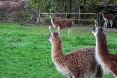 Bir grup yünlü, kahverengi lama yeşil, çitle çevrili bir yerde duruyor. Uzun boyunları ve ince bacakları var. Hayvanat bahçesinde ya da çiftlikte bulunan camelilerin tipik özellikleri..