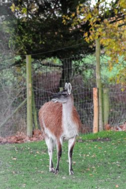 Tüylü kahverengi lama yeşil, çitle çevrili bir duvarda duruyor. Uzun boyunları ve ince bacakları var, tipik bir hayvanat bahçesi ya da çiftlik ortamındaki camelidler gibi..
