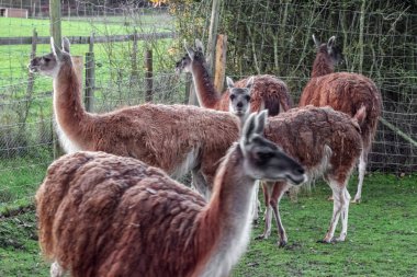 Bir grup yünlü, kahverengi lama yeşil, çitle çevrili bir yerde duruyor. Uzun boyunları ve ince bacakları var. Hayvanat bahçesinde ya da çiftlikte bulunan camelilerin tipik özellikleri..