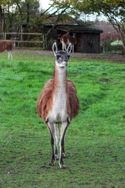 Tüylü kahverengi lama yeşil, çitle çevrili bir duvarda duruyor. Uzun boyunları ve ince bacakları var, tipik bir hayvanat bahçesi ya da çiftlik ortamındaki camelidler gibi..