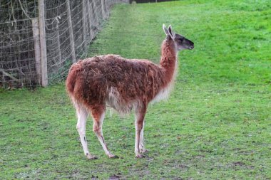 Tüylü kahverengi lama yeşil, çitle çevrili bir duvarda duruyor. Uzun boyunları ve ince bacakları var, tipik bir hayvanat bahçesi ya da çiftlik ortamındaki camelidler gibi..
