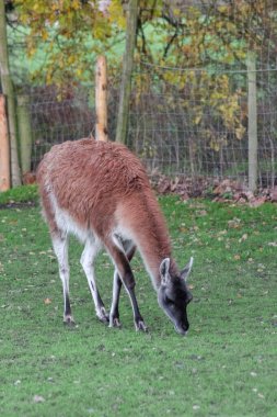 Tüylü kahverengi lama yeşil, çitle çevrili bir duvarda duruyor. Uzun boyunları ve ince bacakları var, tipik bir hayvanat bahçesi ya da çiftlik ortamındaki camelidler gibi..