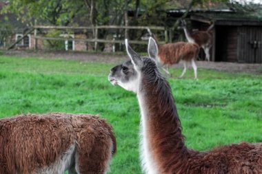 Bir grup yünlü, kahverengi lama yeşil, çitle çevrili bir yerde duruyor. Uzun boyunları ve ince bacakları var. Hayvanat bahçesinde ya da çiftlikte bulunan camelilerin tipik özellikleri..