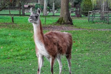Tüylü kahverengi lama yeşil, çitle çevrili bir duvarda duruyor. Uzun boyunları ve ince bacakları var, tipik bir hayvanat bahçesi ya da çiftlik ortamındaki camelidler gibi..