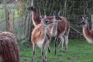 Bir grup yünlü, kahverengi lama yeşil, çitle çevrili bir yerde duruyor. Uzun boyunları ve ince bacakları var. Hayvanat bahçesinde ya da çiftlikte bulunan camelilerin tipik özellikleri..