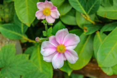 Zarif pembe yapraklar ve parlak sarı merkezler içeren Japon Anemonenti 'nin canlı bir yakın çekimi. Bu zarif sonbahar sonbaharı yeşil yapraklara karşı narin kökler üzerinde çiçek açar..