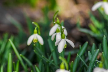 Narin kar damlaları ilkbaharın başlarında çiçek açar. Çan şeklinde yeşil işaretli beyaz çiçekleri koyu yeşil yaprakların üzerinde asılı duruyor ve doğanın uyanışını işaret ediyor..