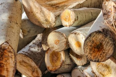 Çerçeveyi bir yığın kesik kütük dolduruyor, sıcak kehribar merkezleri ve soluk kabuklu dairesel ahşap desenler sergiliyor. Güneş ışığı, ışık ve derin gölgeler arasında dokulu bir etkileşim yaratır..