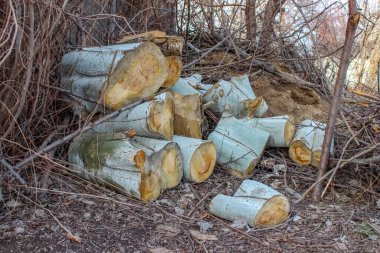 A pile of freshly cut poplar logs lies on the ground amid dry branches. The smooth, light bark and yellowish wood suggest recent sanitary tree pruning in a garden or park.