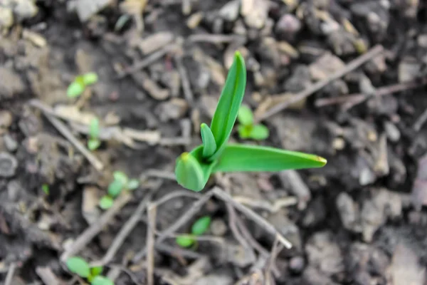 Baharın başlarında sebze bahçesindeki koyu ve nemli topraktan yeşil sarımsak filizleri çıkar. Genç, canlı yapraklar düzenli bir sıra halinde büyür. Bu da yeni büyüme mevsiminin başladığını gösterir..