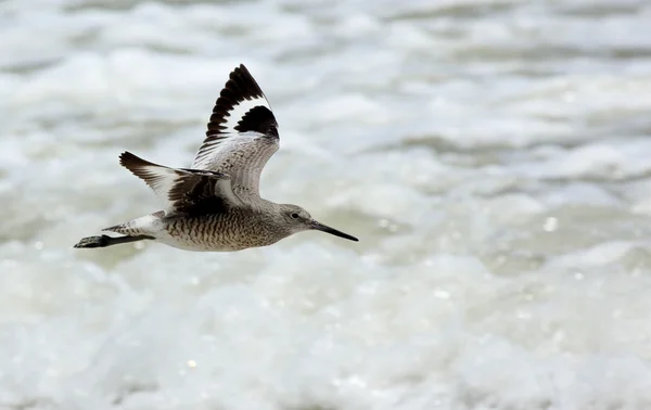 Willet latające nad szumie fal — Zdjęcie stockowe