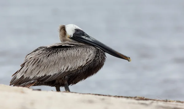 Brown pelican standing on beach — Stock Photo, Image