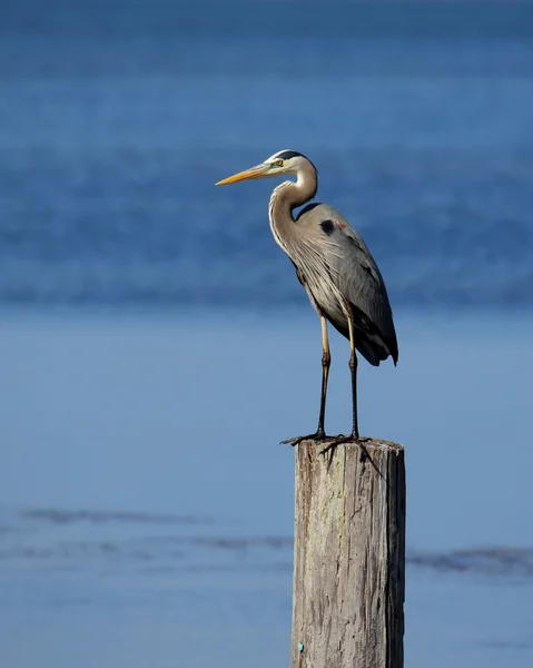 Grande Airone Blu in piedi su un palo nell'oceano — Foto Stock