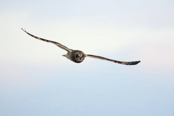 Uszatka flying przed zima icy błękitne niebo — Zdjęcie stockowe