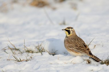 Side view of a Horned Lark standing on snow clipart