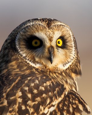 Sana bakmak bir kır baykuşu portresi