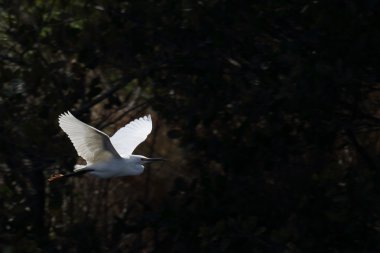 Snowy balıkçıl karanlık çalılar önünde uçan