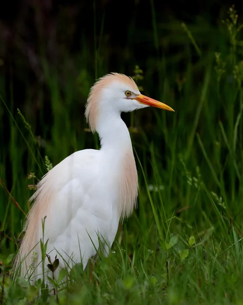 Gado egret em pé na grama longa — Fotografia de Stock