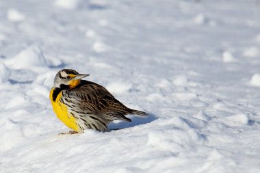 Kar üzerinde Doğu Meadowlark duran