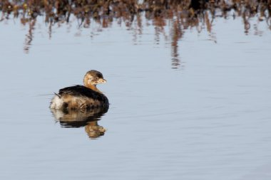 Bahri ve bir gölde yüzen refection