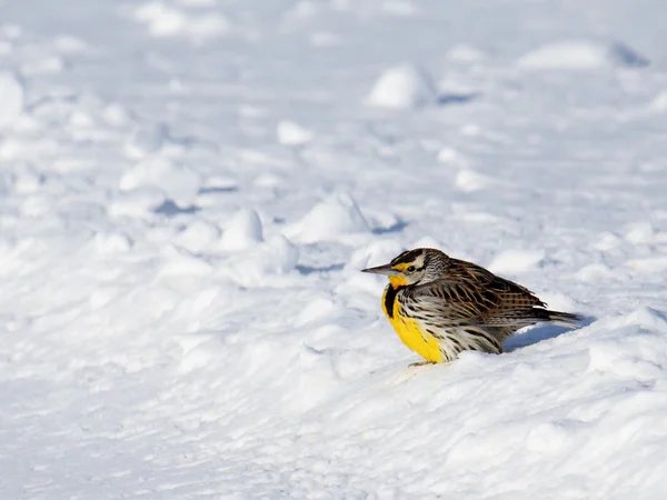 Meadowlark oriental encorvado en la nieve — Foto de Stock