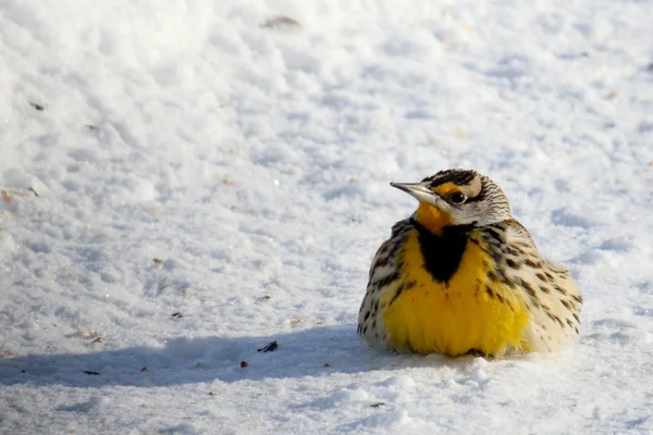 Doğu Meadowlark kar üzerinde dinlenme