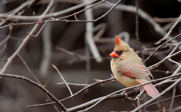 Cardinal Nord femelle assis dans les branches — Photo