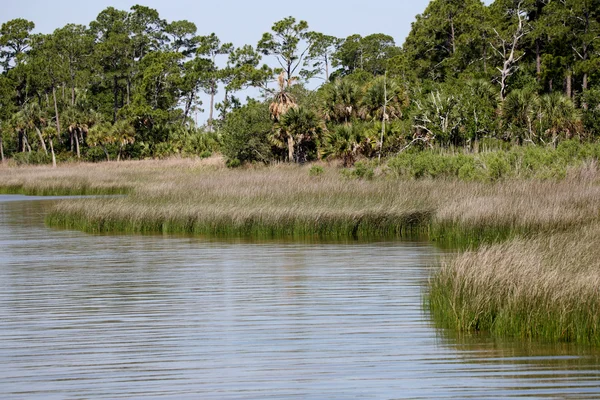 Bay shoreline with grasses and trees — Stock Photo, Image