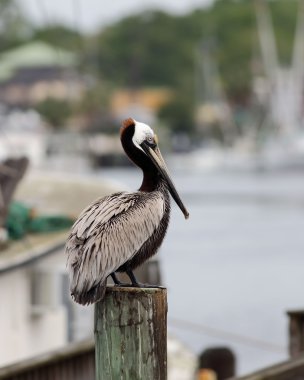 Bir yazı üzerine oturan bir kahverengi Pelikan yan görünüm