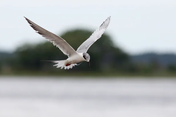 Foster's tern hovering while fishing — Stock Photo, Image