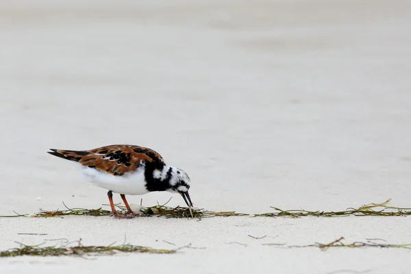 Rostiger Steinwälzer auf Nahrungssuche am Strand — Stockfoto