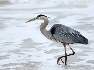 One Great Blue Heron walking in the surf clipart