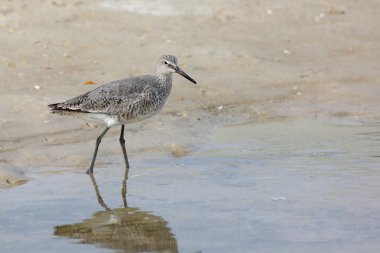 Willet suda bir sahilde yürüyüş